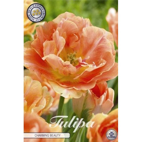 Tulipan 'Charming Beauty' 7-pakning